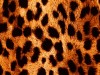 Гепард красный - пленка для аквапринта (шир. 50см)